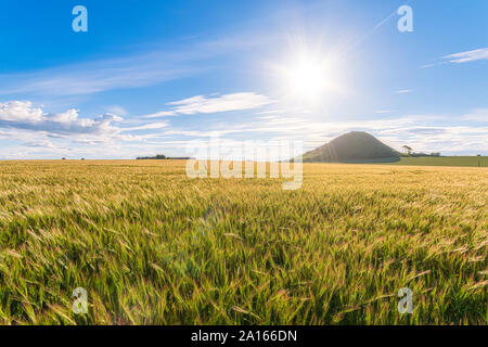 Regno Unito, Scozia, East Lothian, orzo (Hordeum vulgare) campo sulla giornata di sole Foto Stock