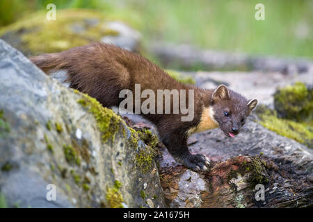 Martora nella foresta in Scozia Foto Stock