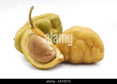 Cynometra cauliflora frutto isolato su sfondo bianco Foto Stock