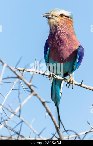 La Namibia, il Parco Nazionale di Etosha, lilla-breasted rullo, Coracias caudata Foto Stock