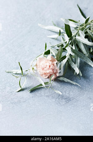 Rosa fiori di garofano con wild olive foglie. Spazio di copia Foto Stock