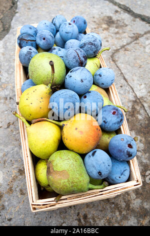 Raccolto, prugne e pere nel cestello Foto Stock