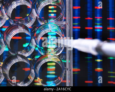 Ricerca di DNA, i campioni di DNA in un multi ben piatto pronto per l'analisi con DNA risultati in background Foto Stock