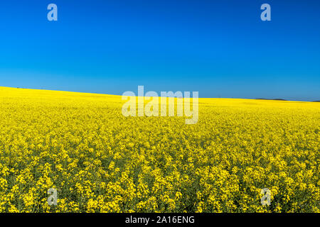 Campo di semi di colza e di ravizzone, Western Cape, Sud Africa Foto Stock