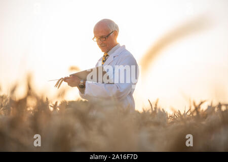 L'uomo facendo ricerca sugli OGM della granella nel campo di grano, egli è un scienziato agricolo Foto Stock