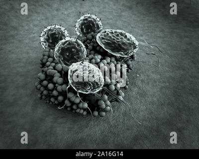 Virus e i macrofagi, linfociti T colonia di attacco di funghi, linfociti e fagociti colonia di attacco di funghi, sistema immunitario umano attaccare il fungo Foto Stock