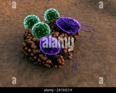 Virus e i macrofagi, linfociti T colonia di attacco di funghi, linfociti e fagociti colonia di attacco di funghi, sistema immunitario umano attaccare il fungo Foto Stock