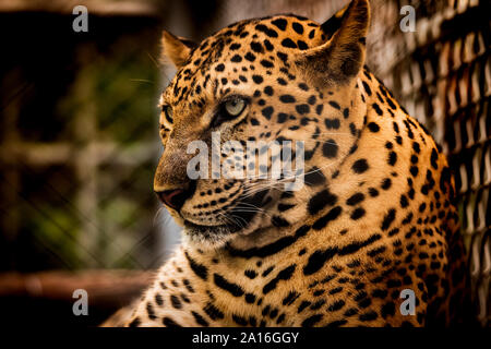 Il ritratto di Iavan leopard Foto Stock