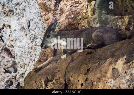 Cinese centrale (goral Nemorhaedus caudatus arnouxianus) Foto Stock