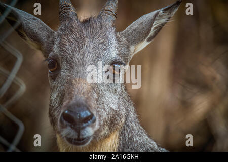 Cinese centrale (goral Nemorhaedus caudatus arnouxianus) Foto Stock