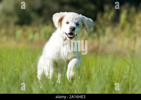 Felice pup Foto Stock