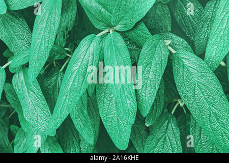 Sfondo con foglie di pianta tonica in menta o pastello di colore verde. Foto Stock