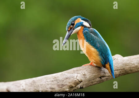 Comune di kingfisher, Alcedo atthis, guardando curiosamente verso il basso. Foto Stock