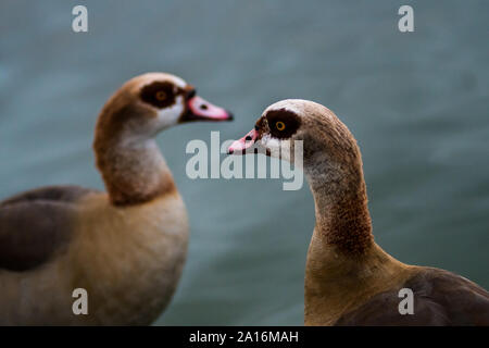 Una coppia di oche egiziane (Alopochen aegyptiaca) in un stagno durante una giornata autunnale Foto Stock