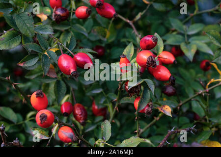 La rosa anca in autunno. Rosa canina frutto. Boccola di rosa canina in settembre. Foto Stock