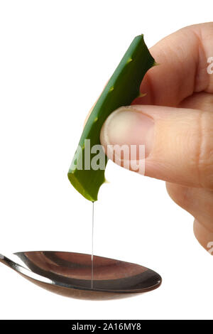 Mano spremendo il succo di frutta al di fuori di un'aloe vera in cucchiaio su sfondo bianco Foto Stock