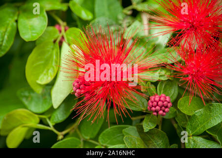 Fiori di mimosa Foto Stock