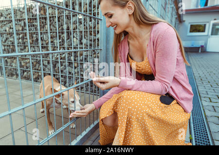 La donna come accarezzare un cane nel riparo animale Foto Stock