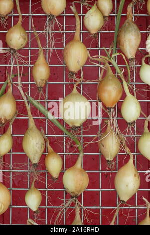 Allium cepa. Cresciuto in casa le cipolle essiccazione su un rack di stoccaggio in tarda estate. Regno Unito Foto Stock