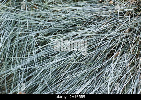 Festuca glauca "Elia blu". Il fogliame ornamentale di Elia nane blu erba perenne all'inizio dell'autunno. Regno Unito Foto Stock