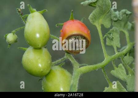 Blossom end rot, carenza di calcio sintomi su una serra coltivati i frutti di pomodoro var. Roma, Berkshire, Luglio Foto Stock