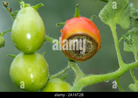 Blossom end rot, carenza di calcio sintomi su una serra coltivati i frutti di pomodoro var. Roma, Berkshire, Luglio Foto Stock