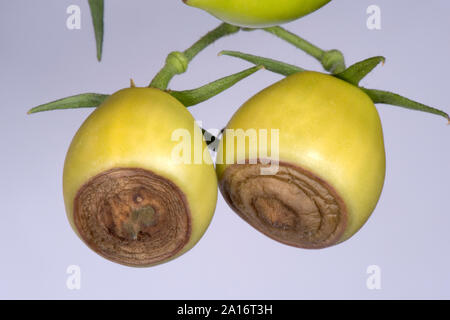 Blossom end rot, carenza di calcio sintomi su una serra coltivati i frutti di pomodoro var. Roma, Berkshire, Settembre Foto Stock