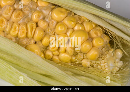 Scarsamente e irregolarmente impollinate kernel esposta su un maturo pannocchia di granturco dolce (Zea mays), poco sviluppati e in parte fecondato, Berkshire, Settembre Foto Stock