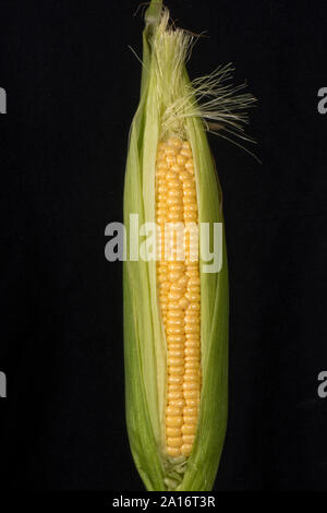 Esposta parzialmente mature kernel esposta su un maturo pannocchia di granturco dolce (Zea mays) coltivate in un orto, Berkshire, Settembre Foto Stock