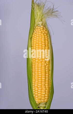 In parte i kernel esposta su un maturo pannocchia di granturco dolce (Zea mays) coltivate in un orto, Berkshire, Settembre Foto Stock