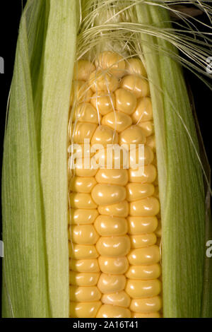 In parte i kernel esposta su un maturo pannocchia di granturco dolce (Zea mays) coltivate in un orto, Berkshire, Settembre Foto Stock