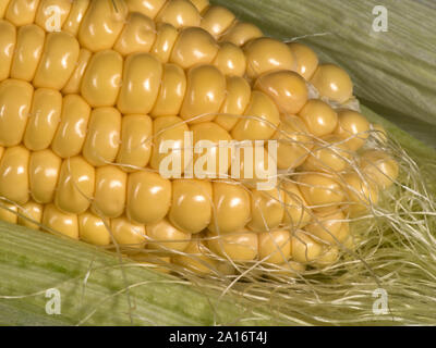 In parte i kernel esposta su un maturo pannocchia di granturco dolce (Zea mays) coltivate in un orto, Berkshire, Settembre Foto Stock