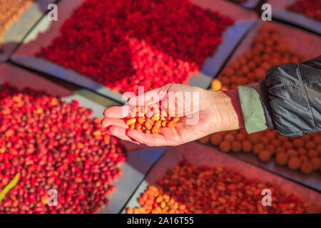 Primo piano della mano di donna detiene un legno di sandalo semi, un Australia bush cibo consumato dagli aborigeni australiani. Territorio del Nord. Diversi e colorato Foto Stock