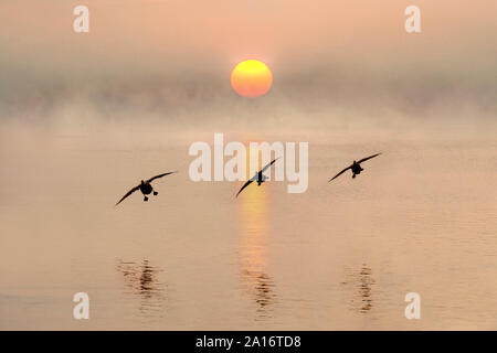 Oche lo sbarco sul fiume di sunrise Foto Stock