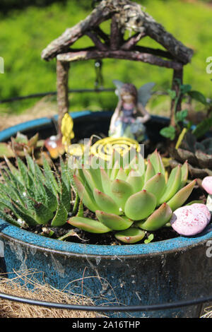 Piccola Fata in miniatura giardino con piante succulente, Casa e FATA Foto Stock