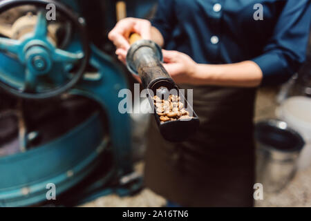 Donna del prelievo dei campioni di chicchi freschi da caffè macchina arrosto Foto Stock