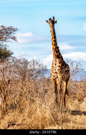 Le giraffe keniota contro il cielo blu con uno sfondo con spazio di copia Foto Stock