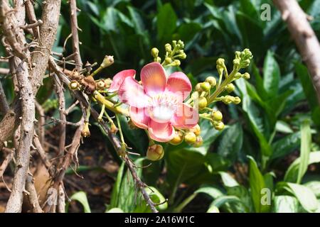 Fiore del Calabash tree, Crescentia cujete Foto Stock
