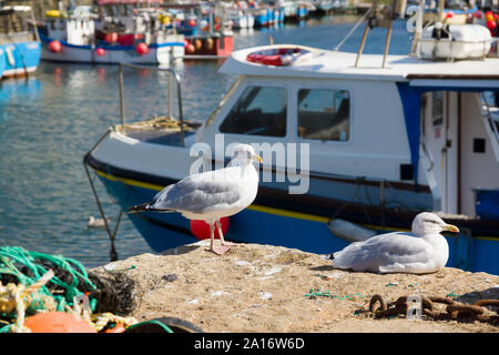 Europea di gabbiani reali nome latino Larus argentatus nel porto di Mevagissey Cornovaglia Foto Stock