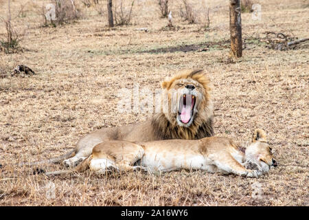 Leone maschio sbadigli che mostra la linguetta rosa e denti mentre il compagno dorme al di sotto di lui. Foto Stock