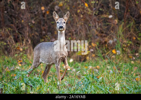 Capriolo femmina del cervo in autunno a muoversi in avanti con la gamba in aria. Foto Stock