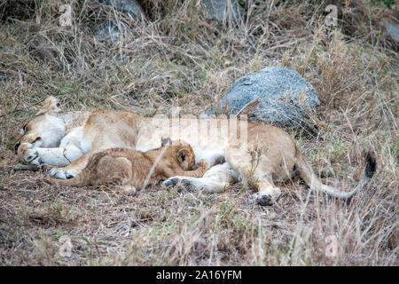 Giovani lion cubs soggiornare vicino alla madre durante l'allattamento. Foto Stock