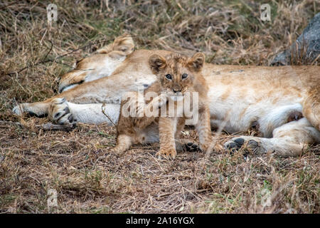 Giovani lion cubs soggiornare vicino alla madre durante l'allattamento. Foto Stock