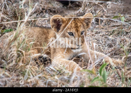 Giovani lion cubs soggiornare vicino alla madre durante l'allattamento. Foto Stock