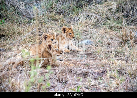 Giovani lion cubs soggiornare vicino alla madre durante l'allattamento. Foto Stock