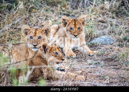 Giovani lion cubs soggiornare vicino alla madre durante l'allattamento. Foto Stock