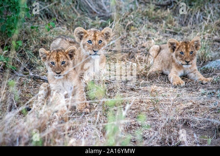 Giovani lion cubs soggiornare vicino alla madre durante l'allattamento. Foto Stock