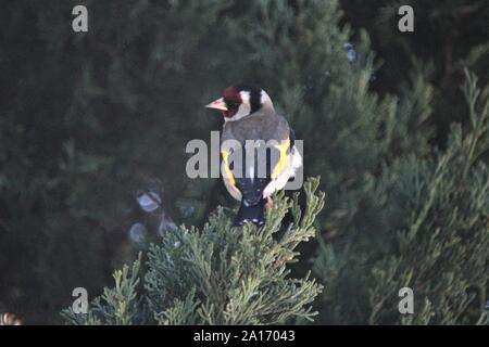 Cardellino (Carduelis carduelis) a Lagos, Algarve, PORTOGALLO Foto Stock