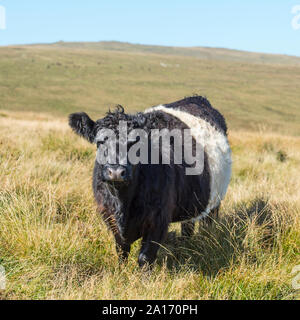 Belted galloway mucca Foto Stock