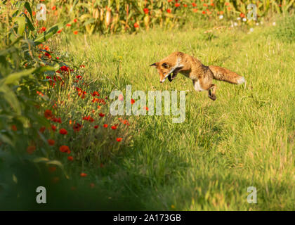 Teenage fox cub praticare la sua abilità di uccisione saltando su arvicole e topi in corrispondenza del bordo di un campo di mais circondato da papaveri rossi Foto Stock